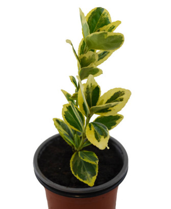 Euonimus hoja amarilla
