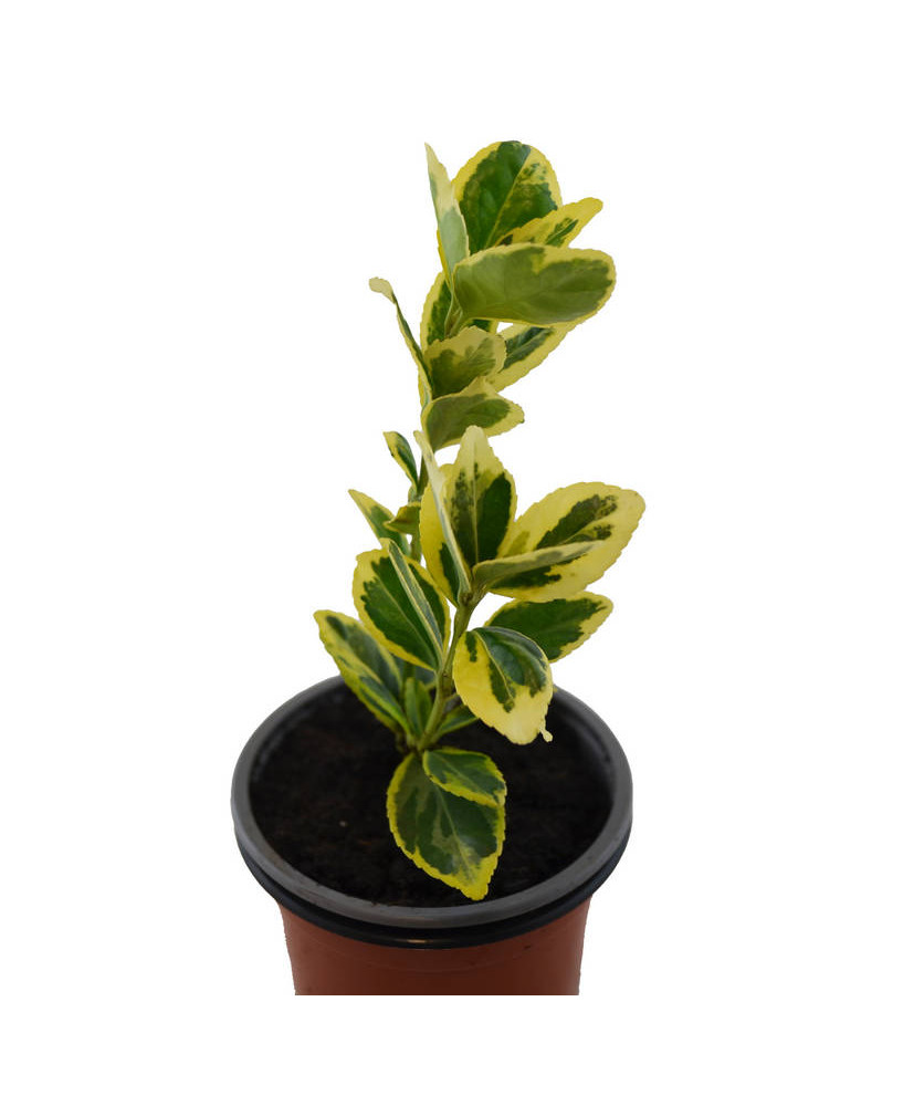 Euonimus hoja amarilla