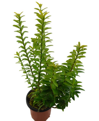 Euonimus hoja verde