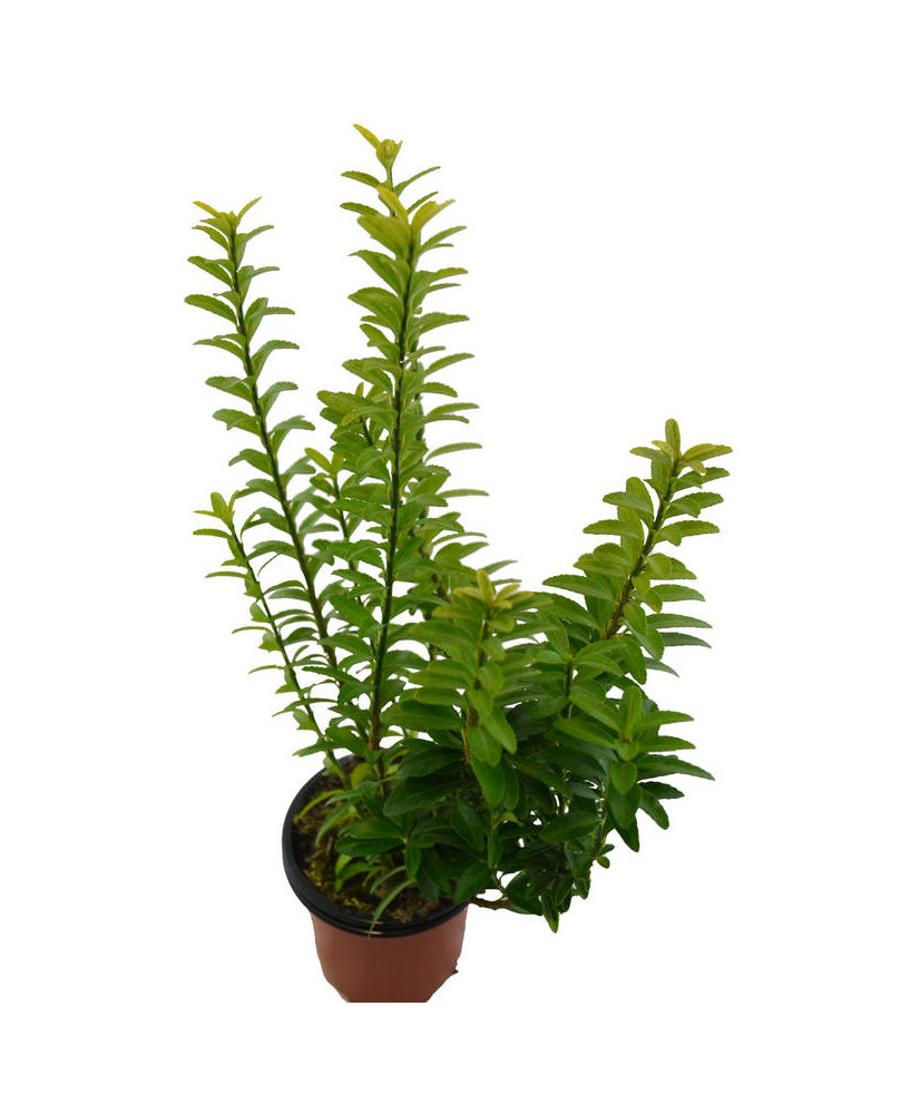 Euonimus hoja verde