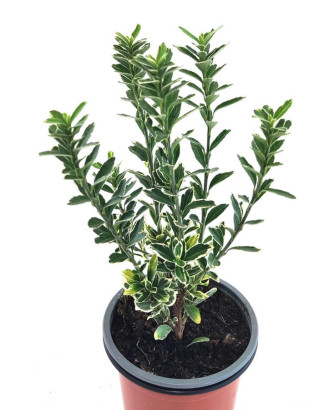 Euonimus blanco hoja estrecha