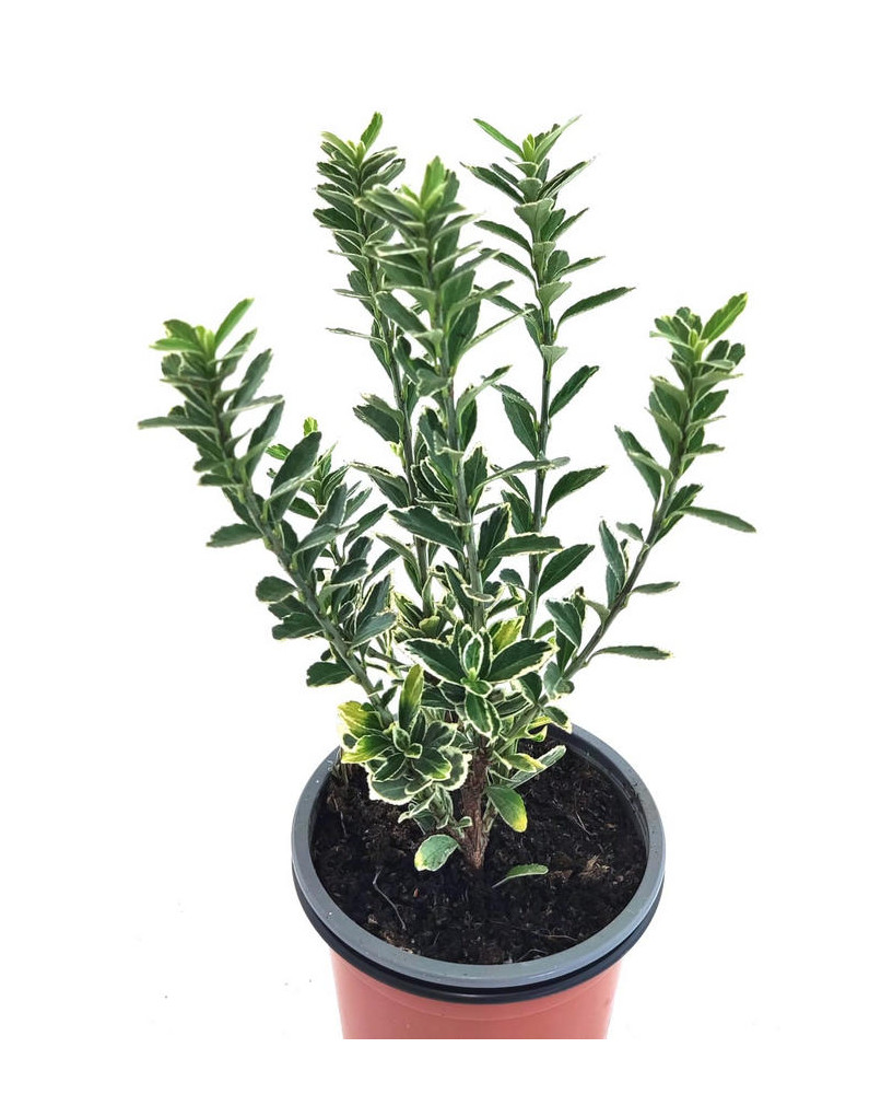 Euonimus blanco hoja estrecha