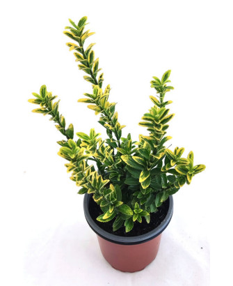 Euonimus hoja verde claro