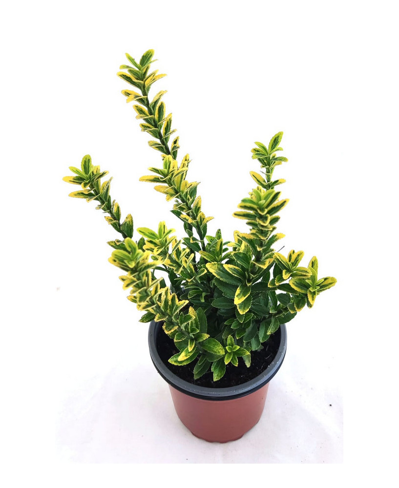 Euonimus hoja verde claro