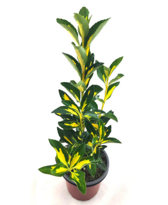 Euonimus verde amarillo