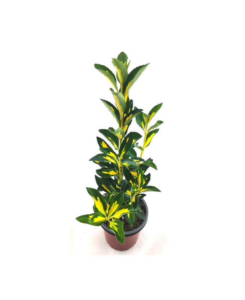 Euonimus verde amarillo