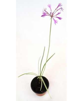 Flor de ajo flor violeta