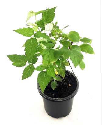 Frambuesa negra "Black Jewel"