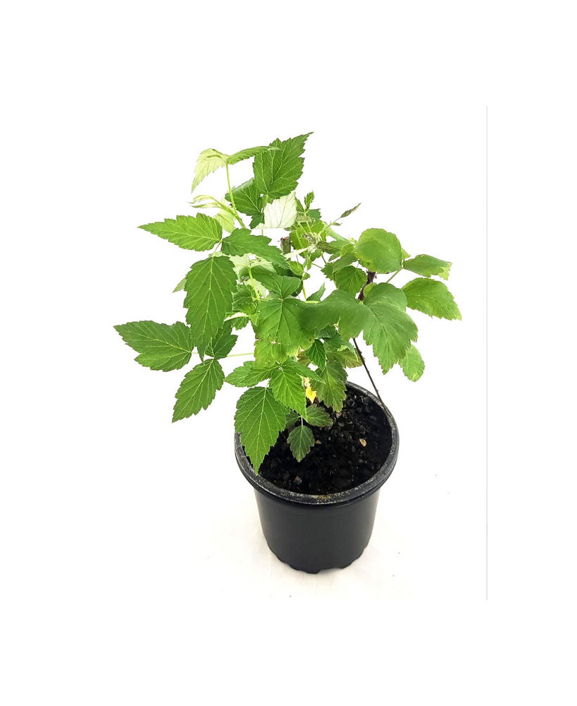 Frambuesa negra "Black Jewel"