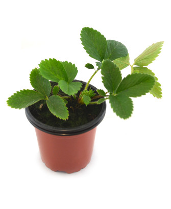Fresa roja silvestre "rastrera"