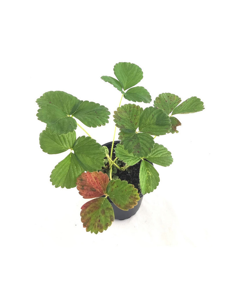 Fresa blanca pineberry sabor piña