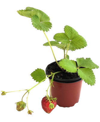 Fresa fresón