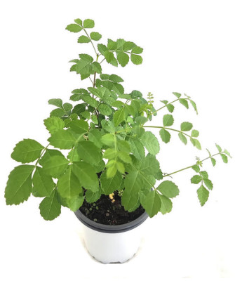 Fresno de hoja estrecha