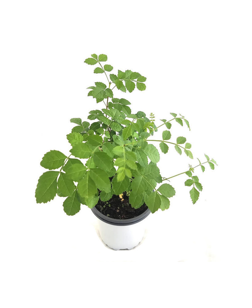 Fresno de hoja estrecha