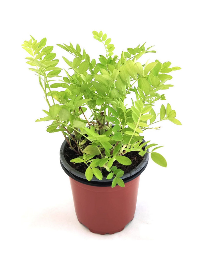 Galega