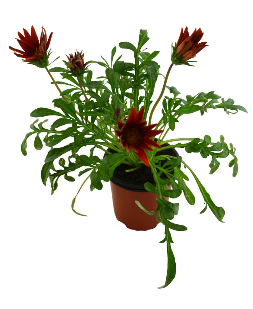 Gazania amarilla