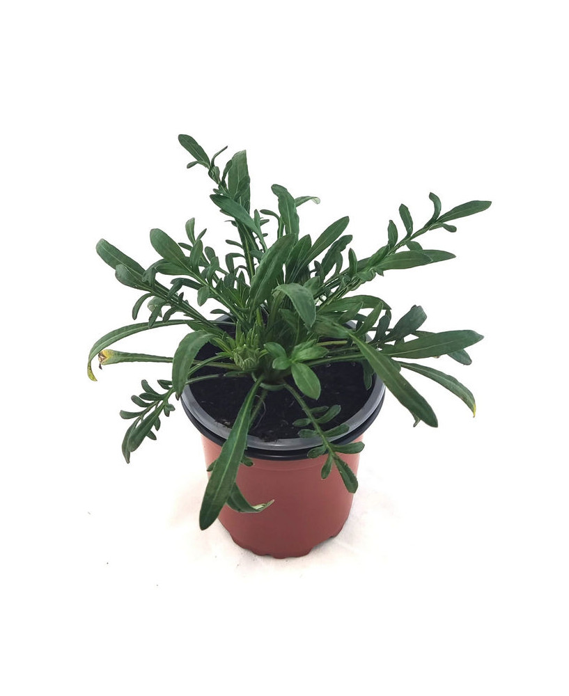 Gazania flor mix