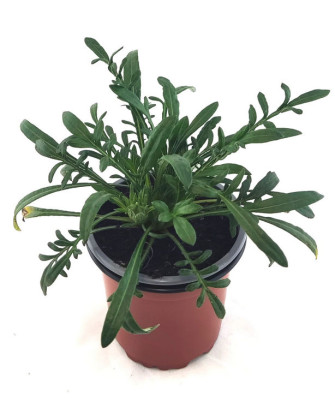 Gazania flor mix