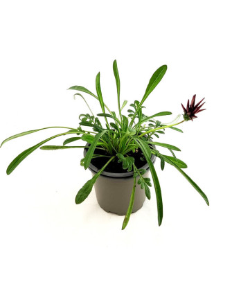Gazania impresa roja