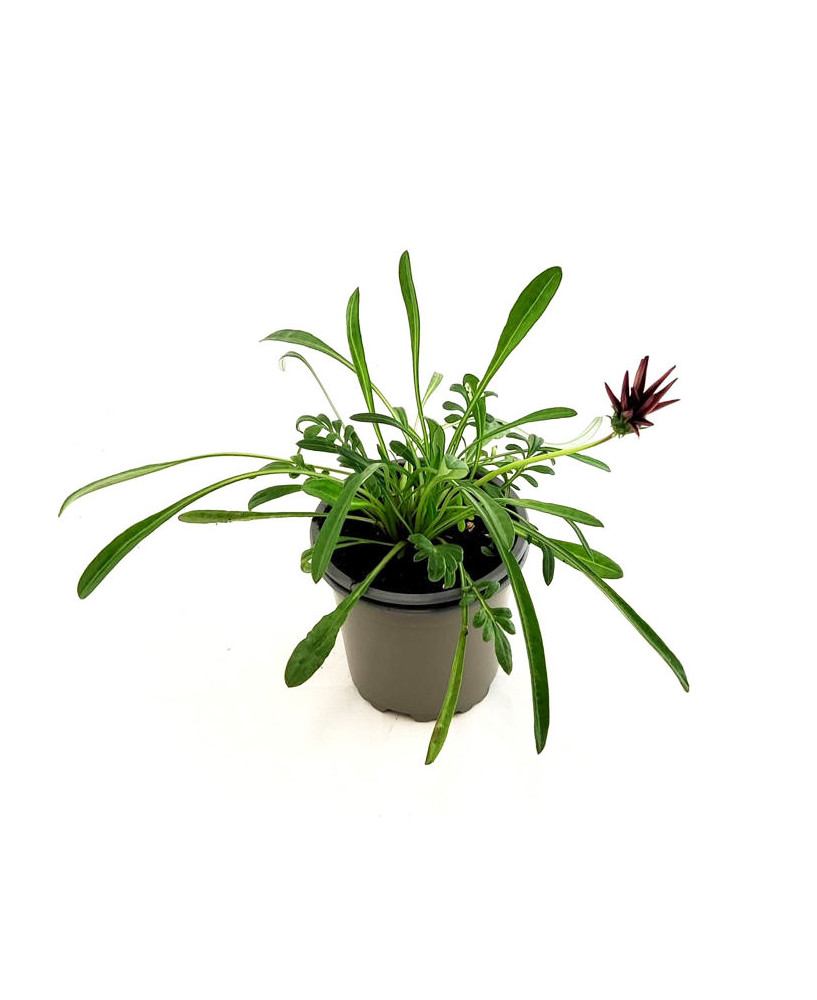 Gazania impresa roja