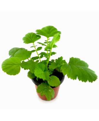 Geum