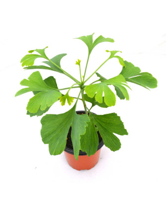 Ginkgo biloba