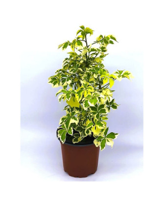 Ginseng ornamental
