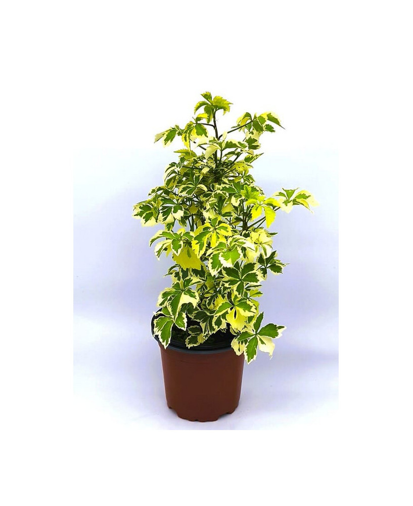 Ginseng ornamental