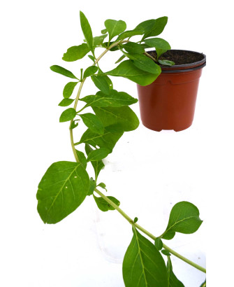 Goji rojo