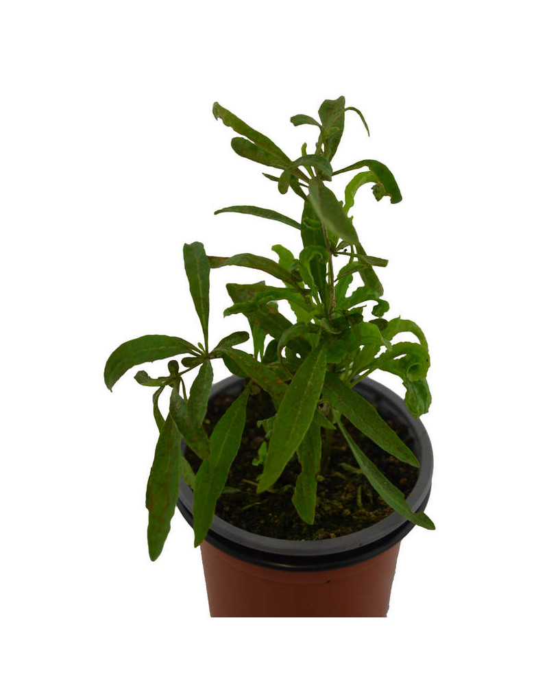 Goji amarillo