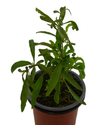 Goji amarillo