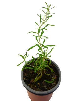Goji negro