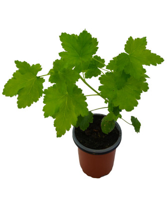 Grosella morada