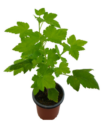 Grosella negra baixa patio black