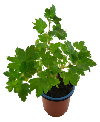 Grosella uva espina verde