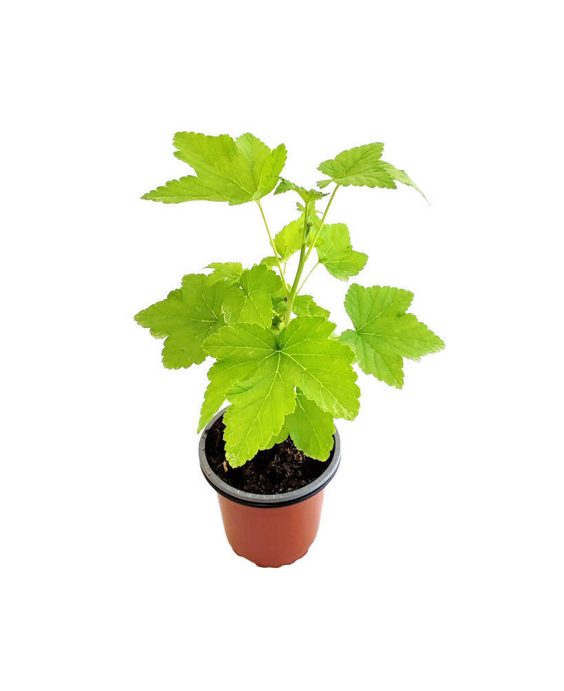 Grosella blanca