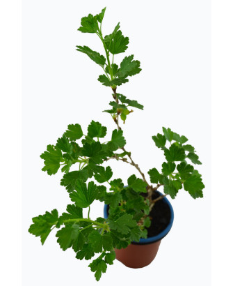 Grosella uva espina blanca