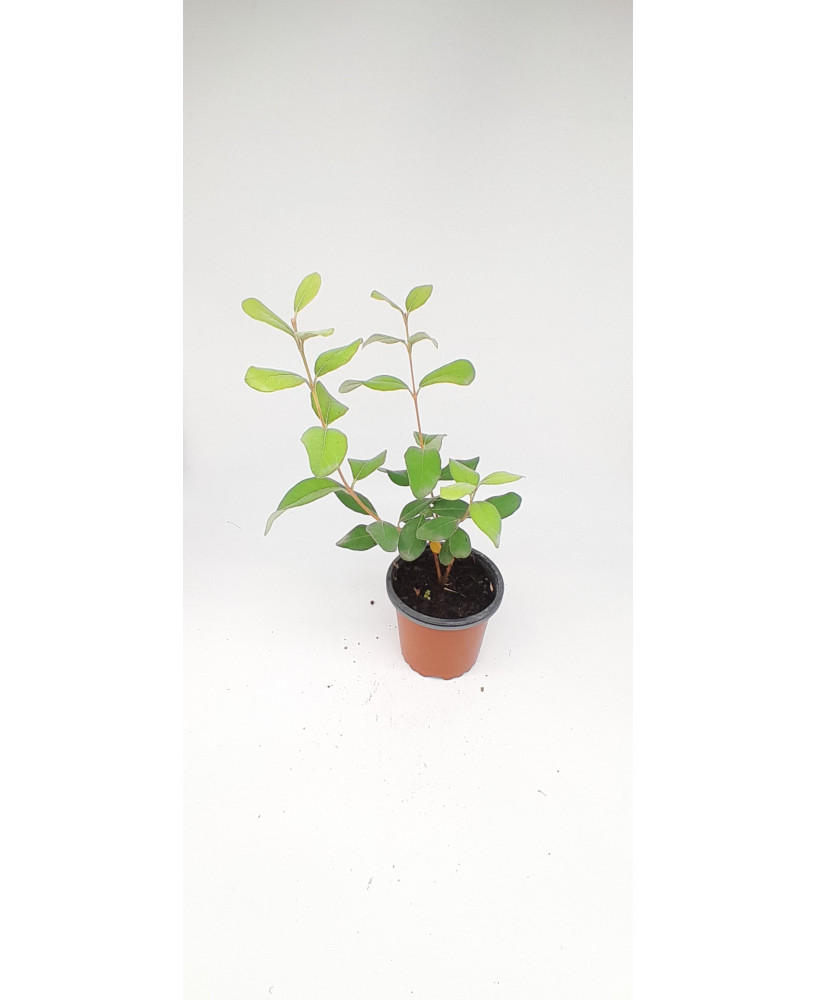 Guayaba de Brasil / feijoa