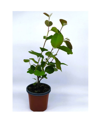 Guillomo de Saskatchewan fruto comestible