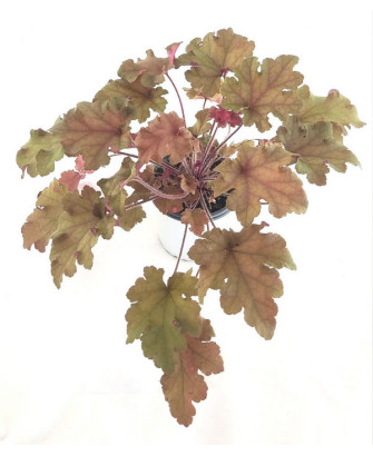 Heuchera naranja marmalade