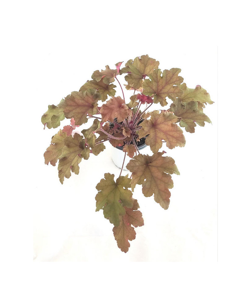 Heuchera naranja marmalade