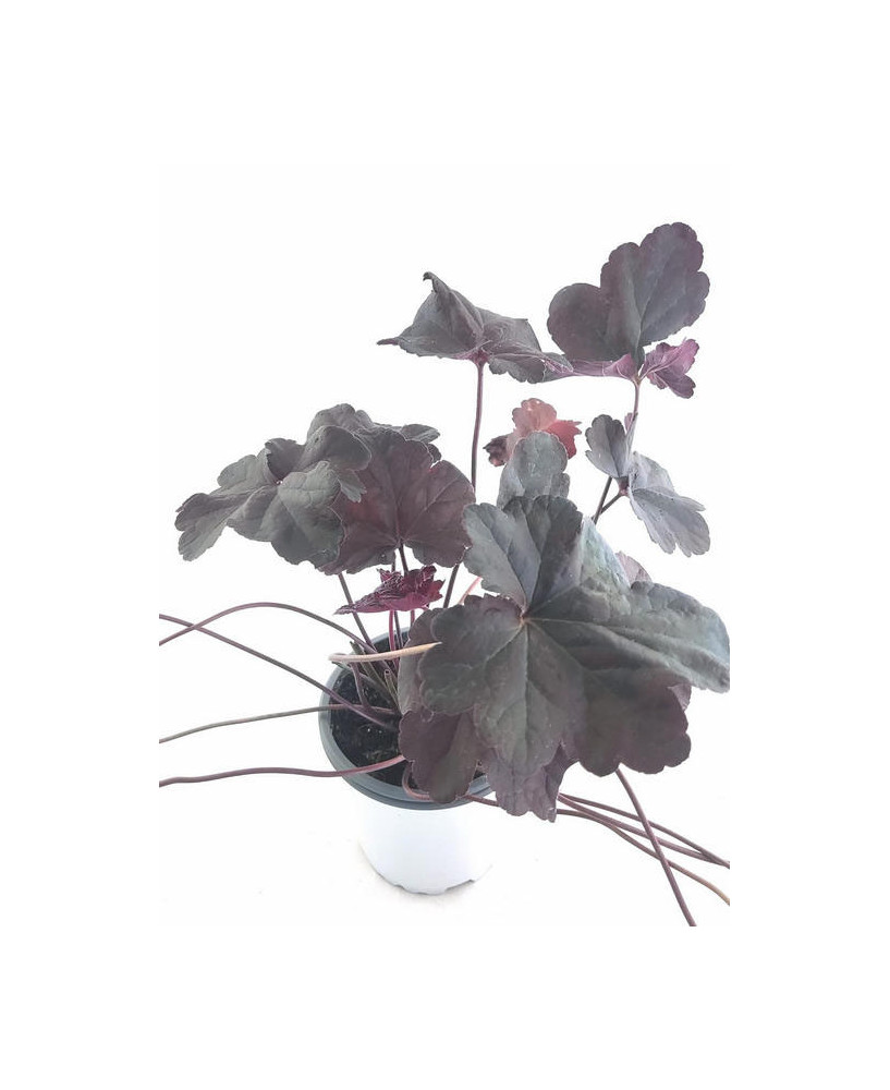 Heuchera purpura obsidian