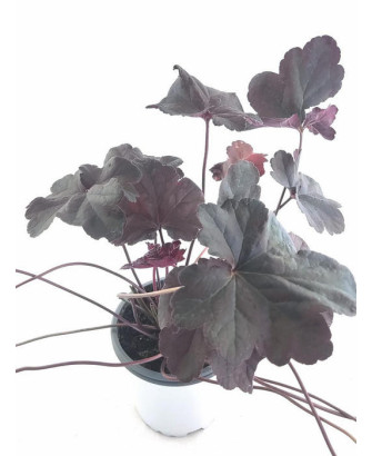 Heuchera purpura obsidian