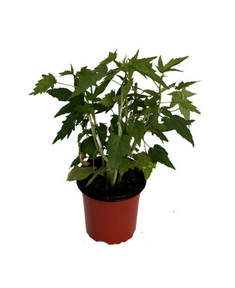 Hibiscus - (Estrella de Texas) flor roja