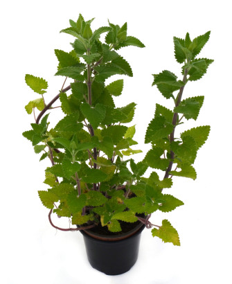 Hierba gatera "tuberosa"