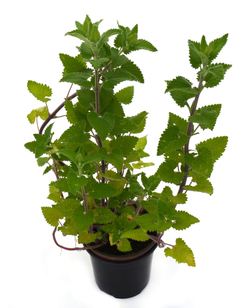 Hierba gatera "tuberosa"