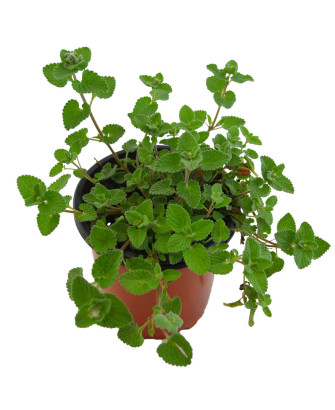 Hierba gatera hoja pequeña
