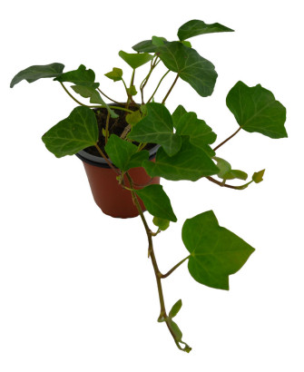 Hiedra verde silvestre exterior