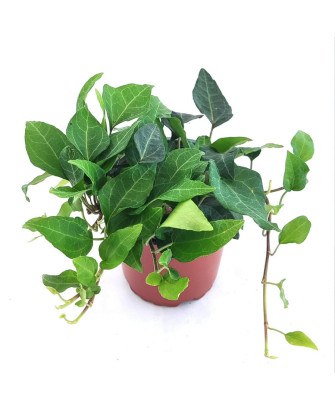 Hiedra interior verde lanceolata