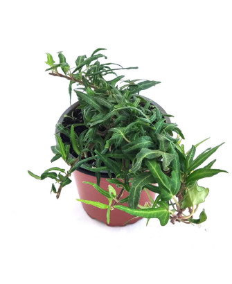 Hiedra interior verde tridentata fina